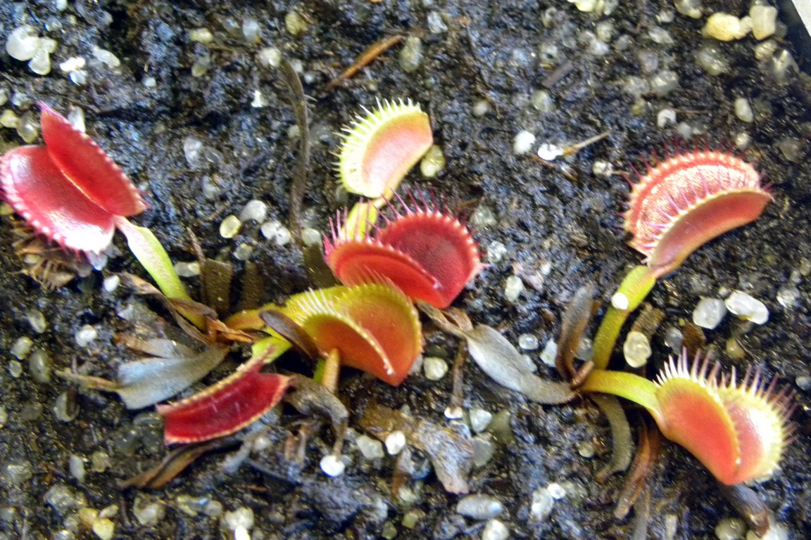 Dionaea_muscipula_DUTCH_18_03_2015_068.jpg