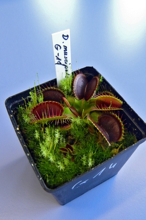 Dionaea_muscipula_G14_18_03_2015_001.jpg
