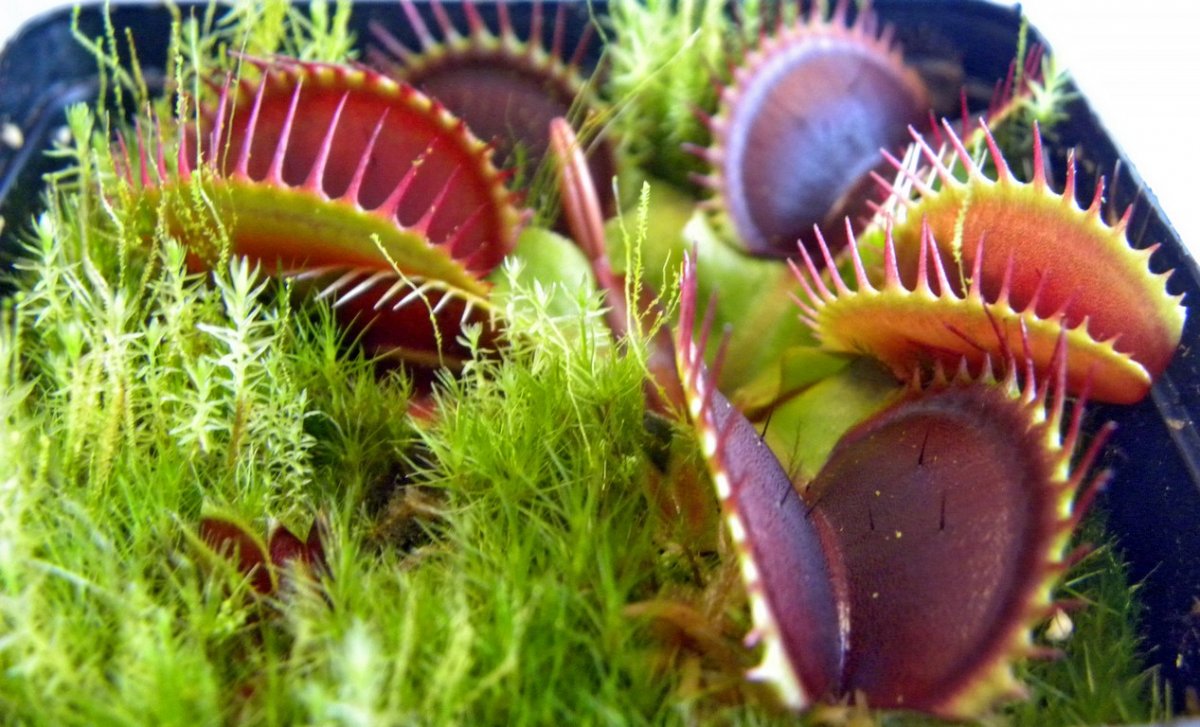 Dionaea_muscipula_G14_18_03_2015_003.jpg