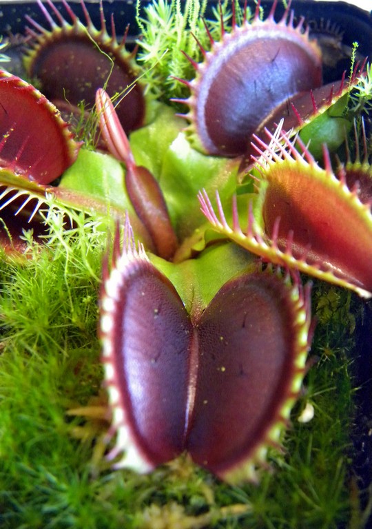 Dionaea_muscipula_G14_18_03_2015_004.jpg