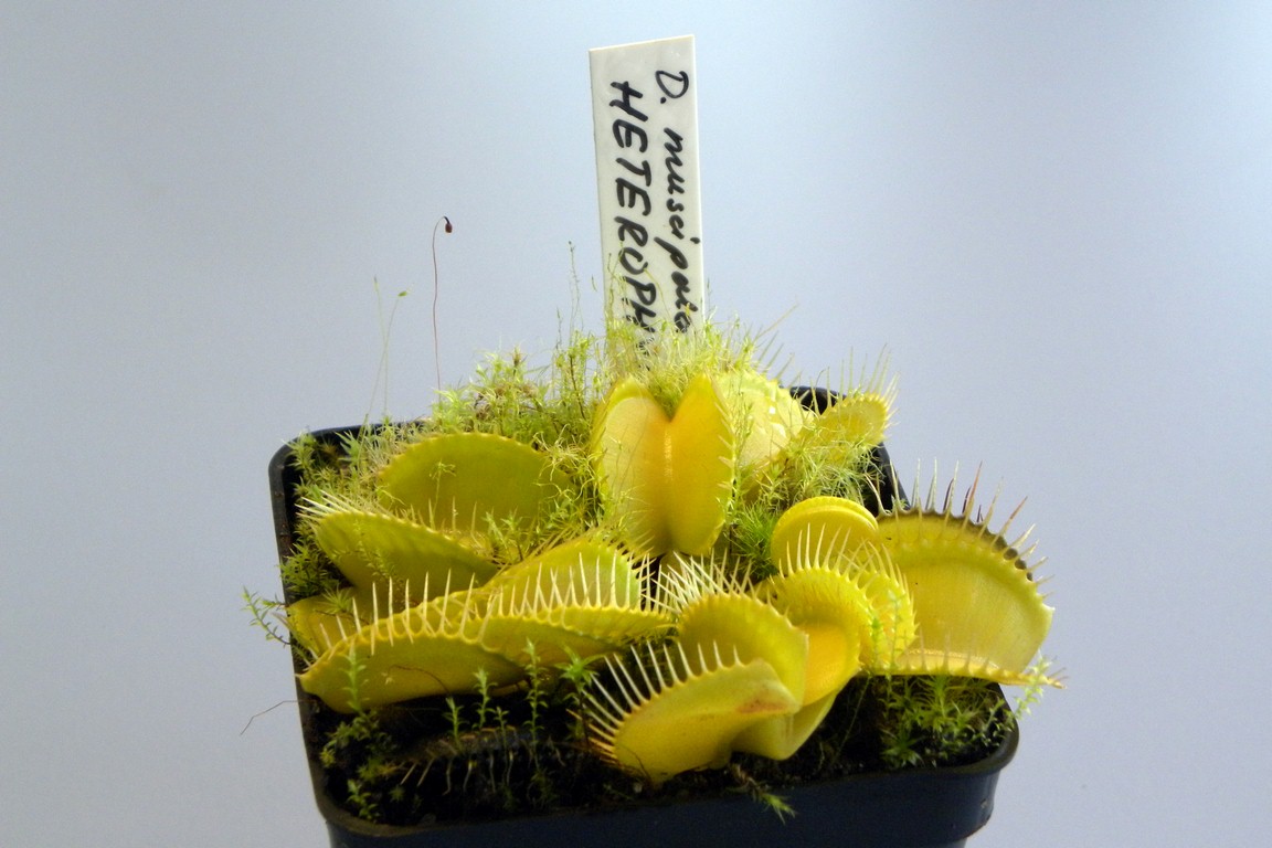 Dionaea_muscipula_HETEROPHYLLA_18_03_2015_011.jpg