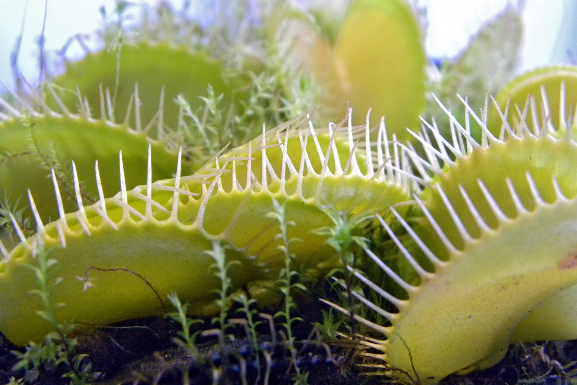 Dionaea_muscipula_HETEROPHYLLA_18_03_2015_013.jpg
