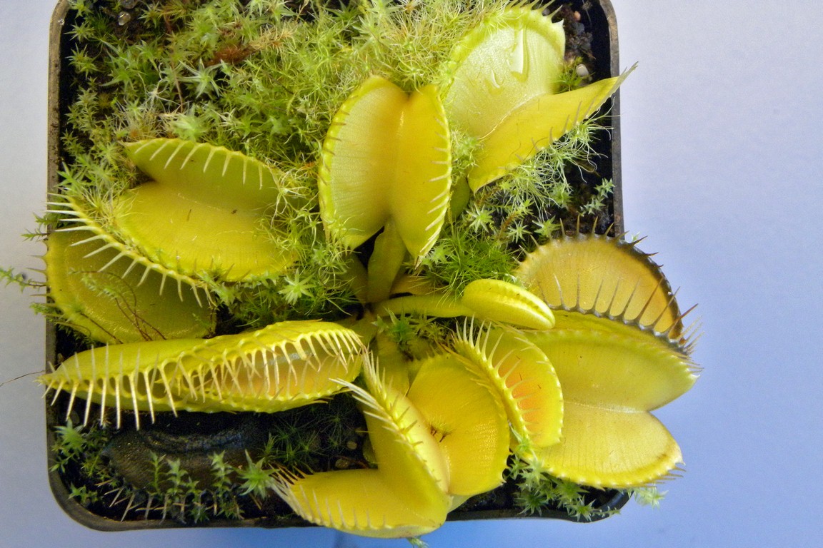 Dionaea_muscipula_HETEROPHYLLA_18_03_2015_015.jpg