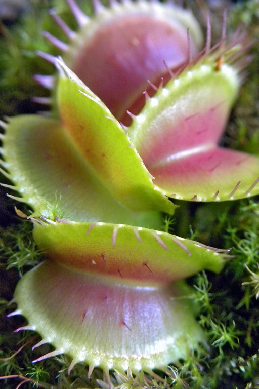 Dionaea_muscipula_KORRIGANS_18_03_2015_074.jpg