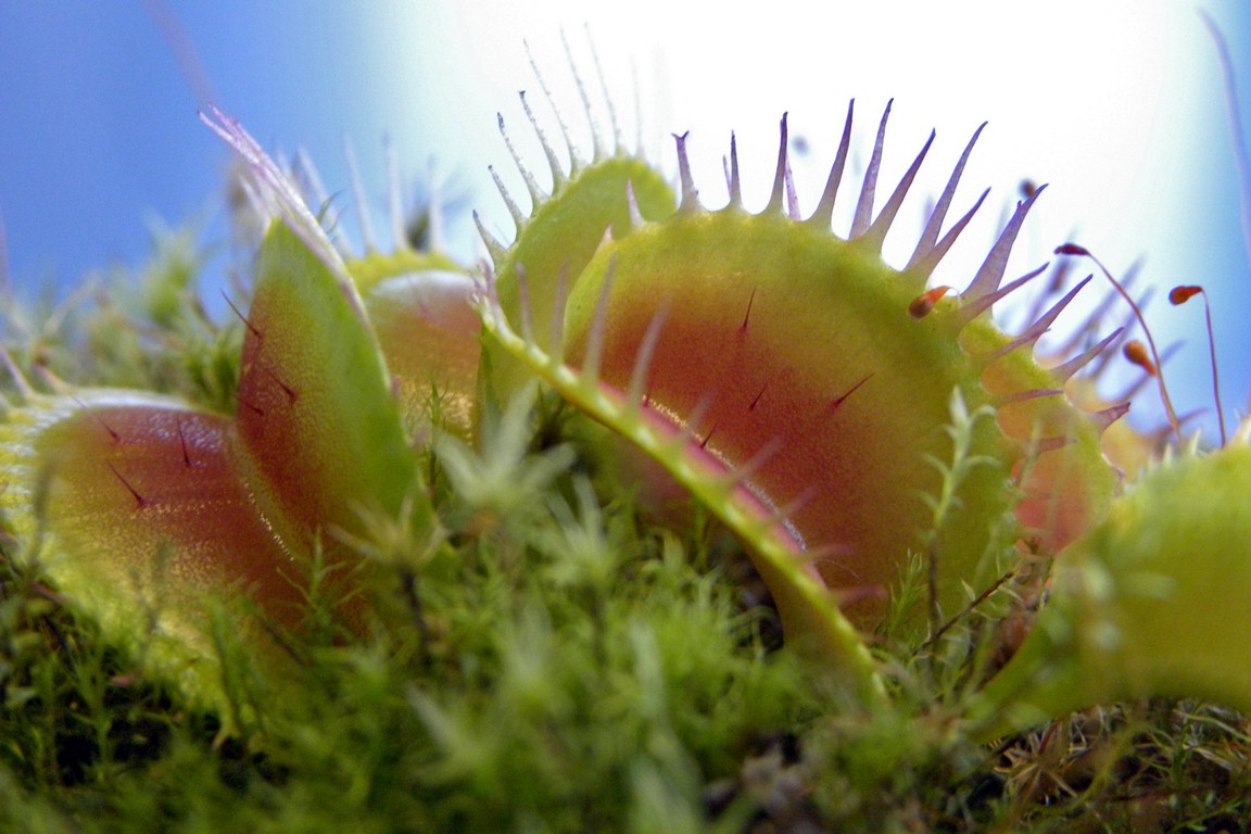 Dionaea_muscipula_KORRIGANS_18_03_2015_077.jpg