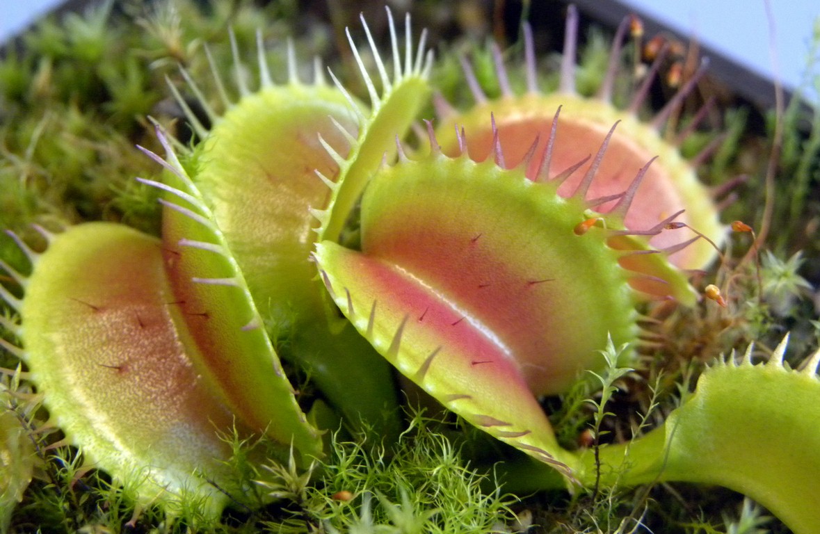 Dionaea_muscipula_KORRIGANS_18_03_2015_079.jpg