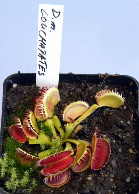 Dionaea_muscipula_LOUCHAPATES_18_03_2015_040.jpg