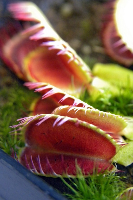 Dionaea_muscipula_LOUCHAPATES_18_03_2015_046.jpg
