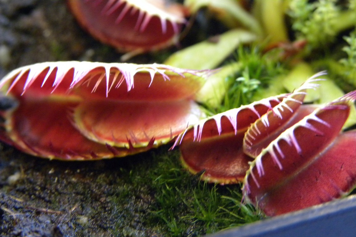 Dionaea_muscipula_LOUCHAPATES_18_03_2015_049.jpg