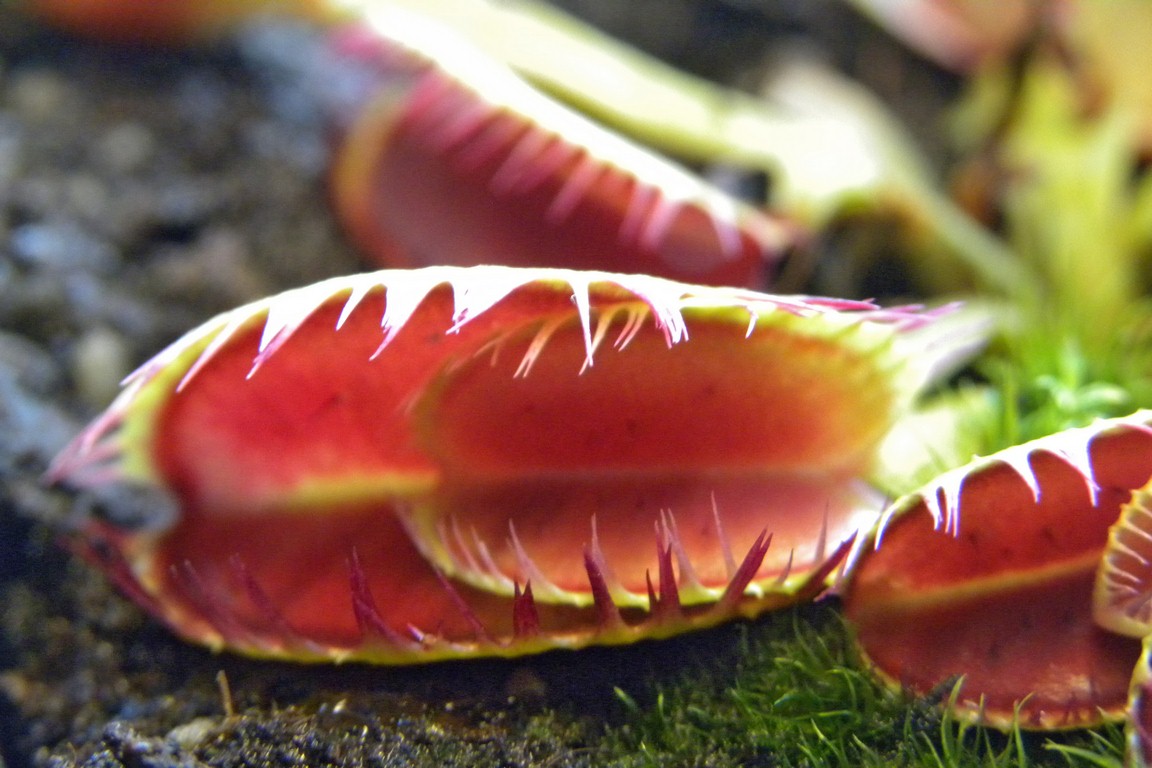 Dionaea_muscipula_LOUCHAPATES_18_03_2015_050.jpg