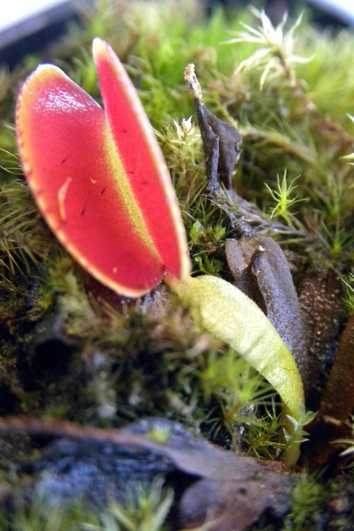 Dionaea_muscipula_MICRODENT_18_03_2015_052.jpg