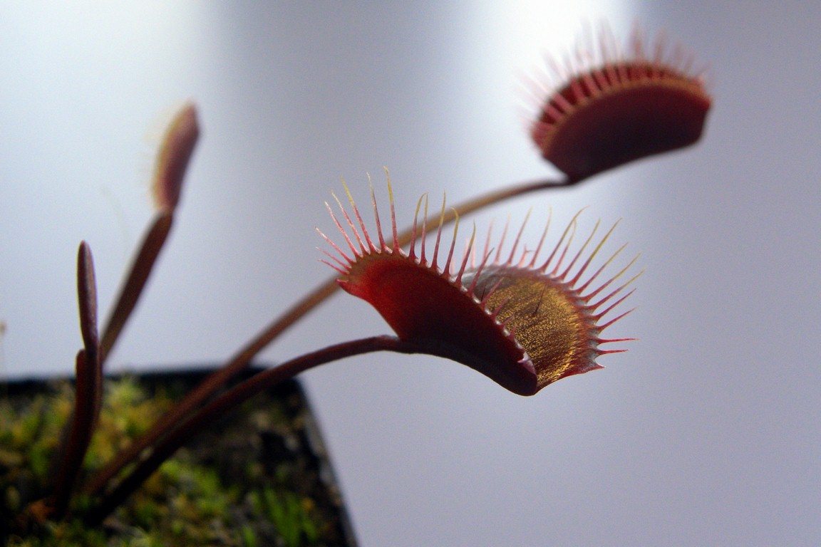 Dionaea_muscipula_ROYAL_RED_18_03_2015_007.jpg