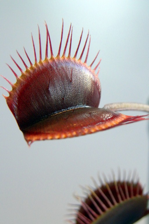 Dionaea_muscipula_ROYAL_RED_18_03_2015_008.jpg
