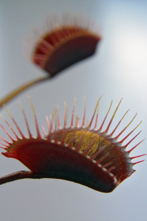 Dionaea_muscipula_ROYAL_RED_18_03_2015_009.jpg