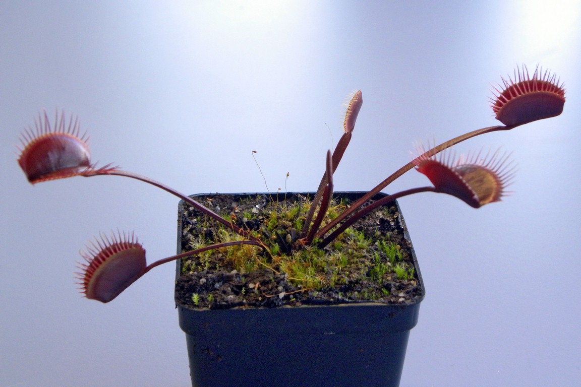 Dionaea_muscipula_ROYAL_RED_18_03_2015_010.jpg