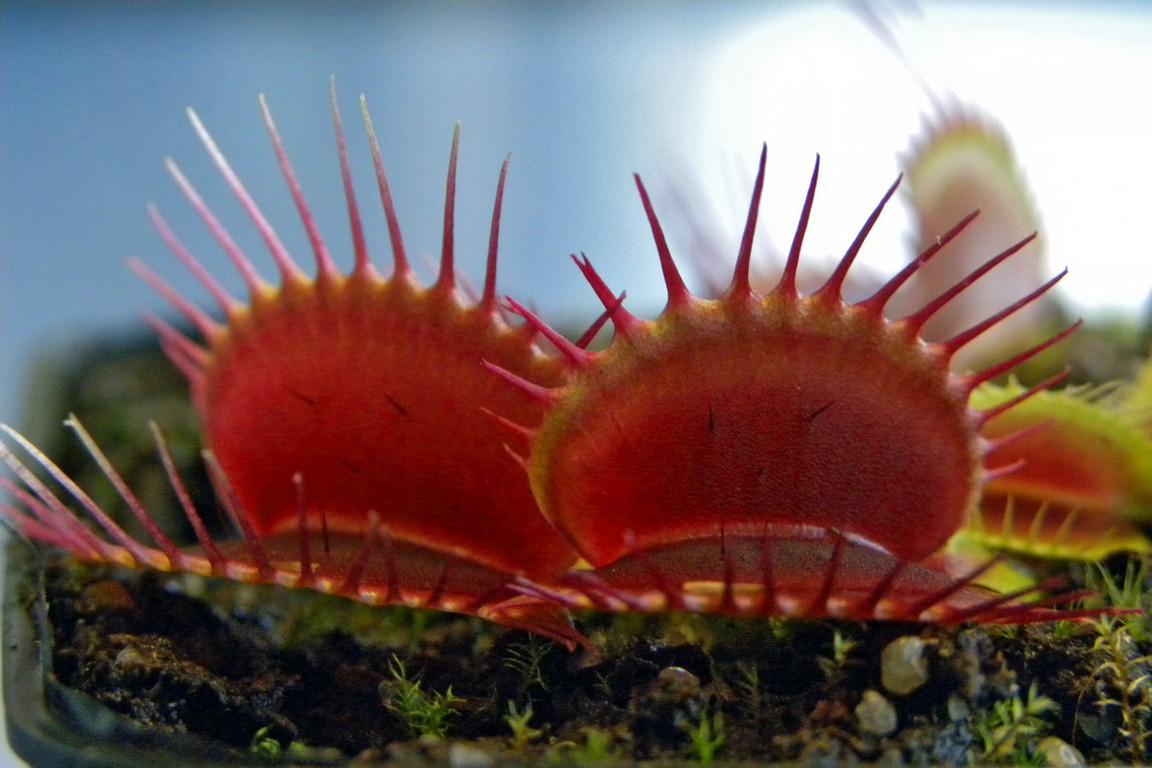 Dionaea_muscipula_TRICHTERFALLE_18_03_2015_035.jpg