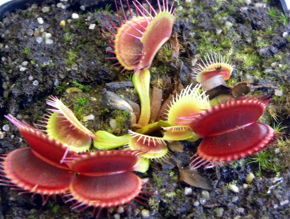 Dionaea_muscipula_TRICHTERFALLE_18_03_2015_038.jpg