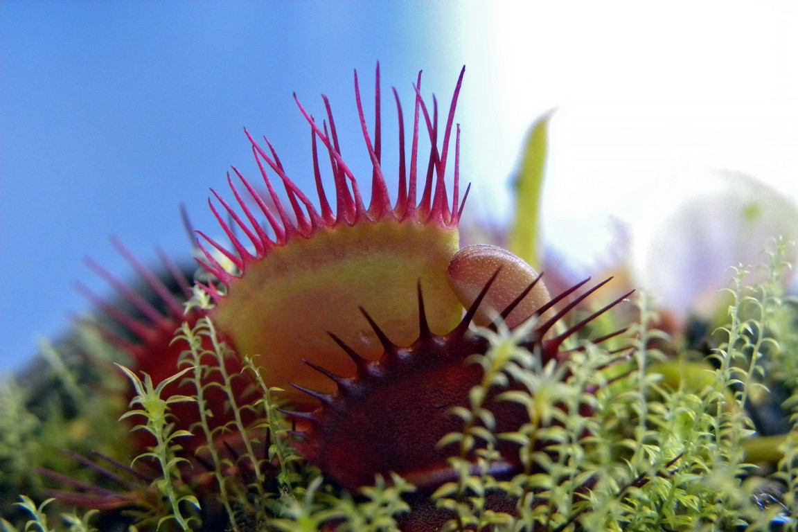 Dionaea_muscipula_TRICHTERFALLE_18_03_2015_070.jpg