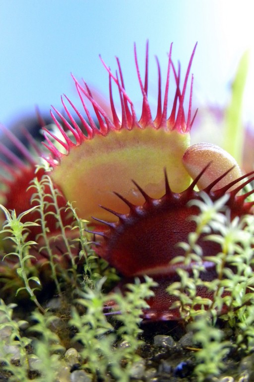 Dionaea_muscipula_TRICHTERFALLE_18_03_2015_071.jpg