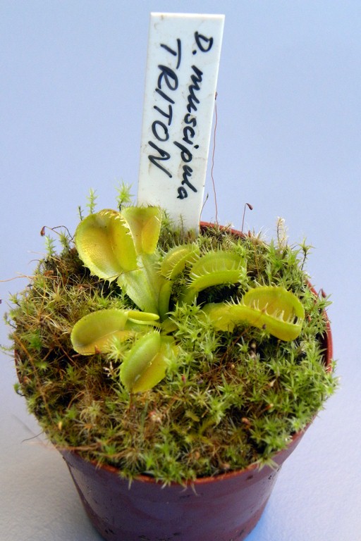 Dionaea_muscipula_TRITON_18_03_2015_016.jpg