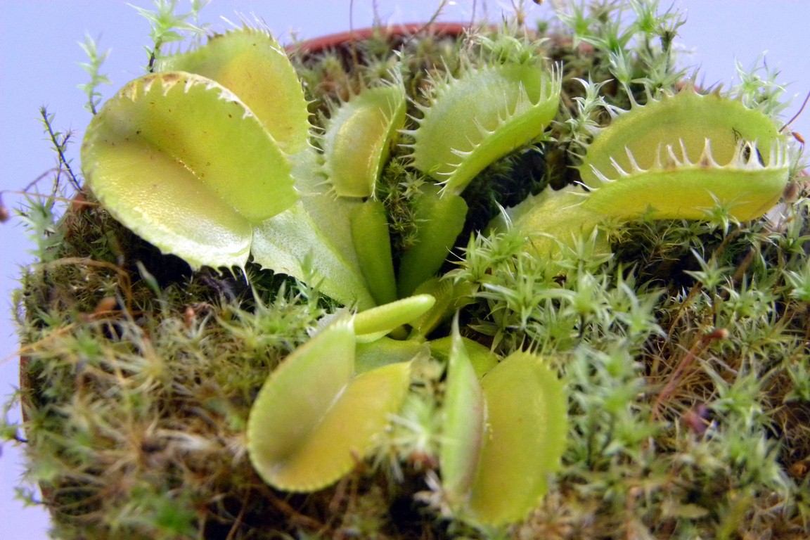 Dionaea_muscipula_TRITON_18_03_2015_017.jpg