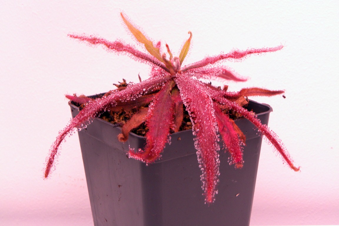 Drosera_adelae_12_02_2015_005.jpg