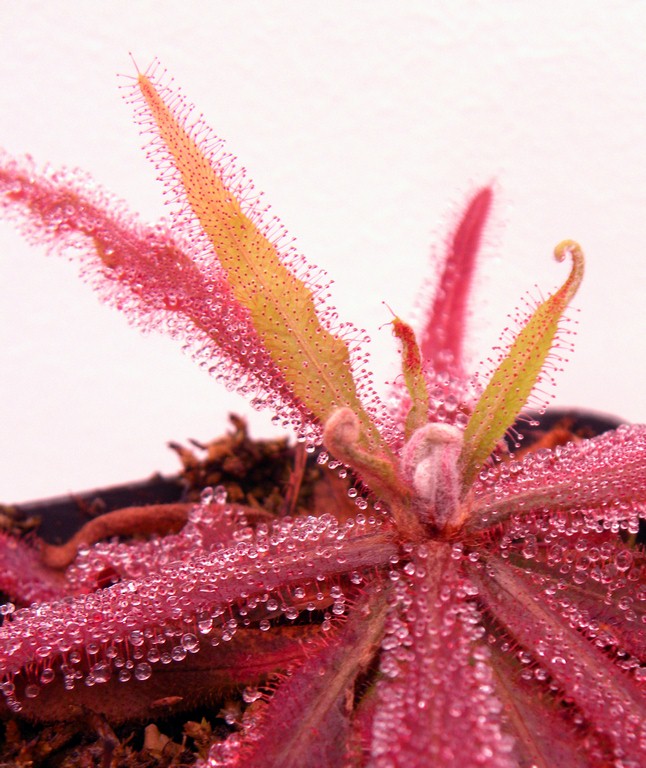 Drosera_adelae_12_02_2015_006.jpg