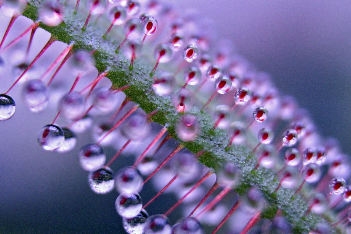 Drosera_adelae_13_03_2015_114.jpg