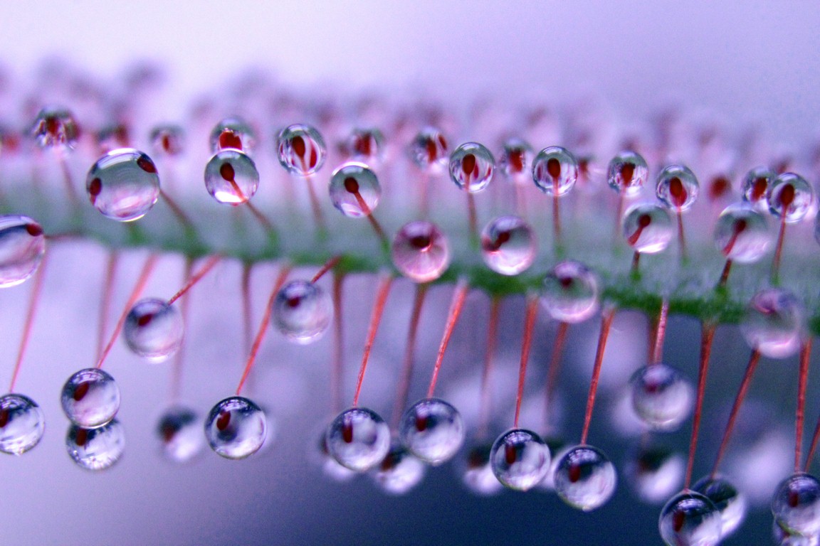Drosera_adelae_13_03_2015_128.jpg