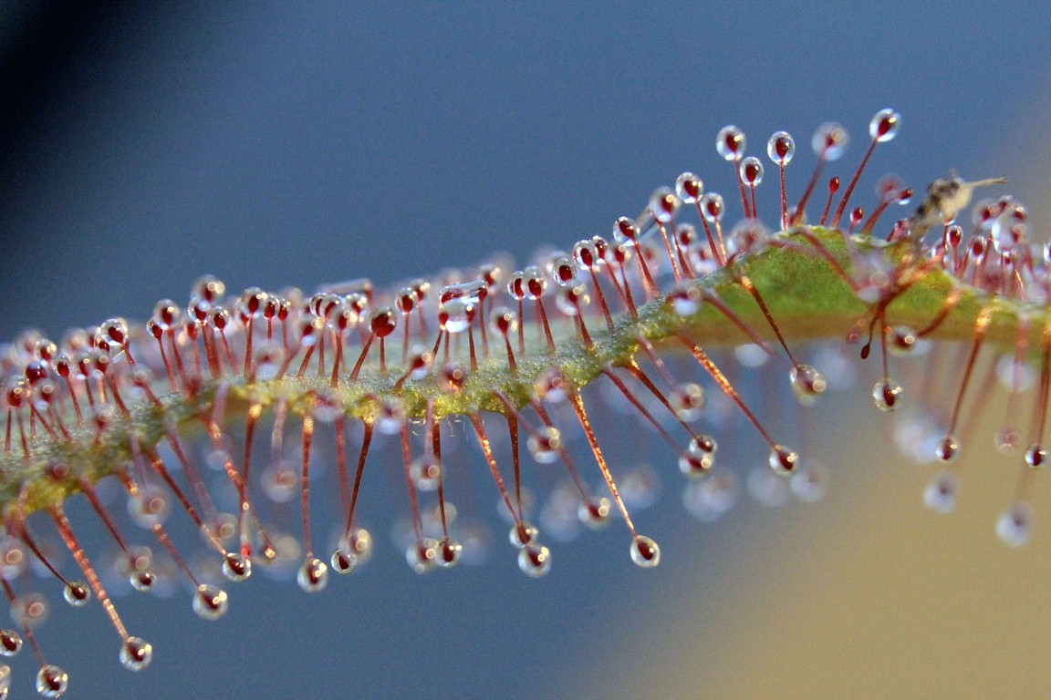 Drosera_adelae_13_03_2015_144.jpg