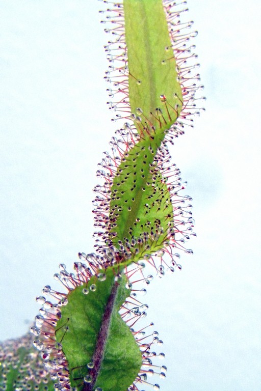 Drosera_adelae_15_12_2014_018.jpg