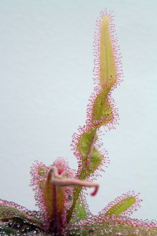 Drosera_adelae_15_12_2014_021.jpg
