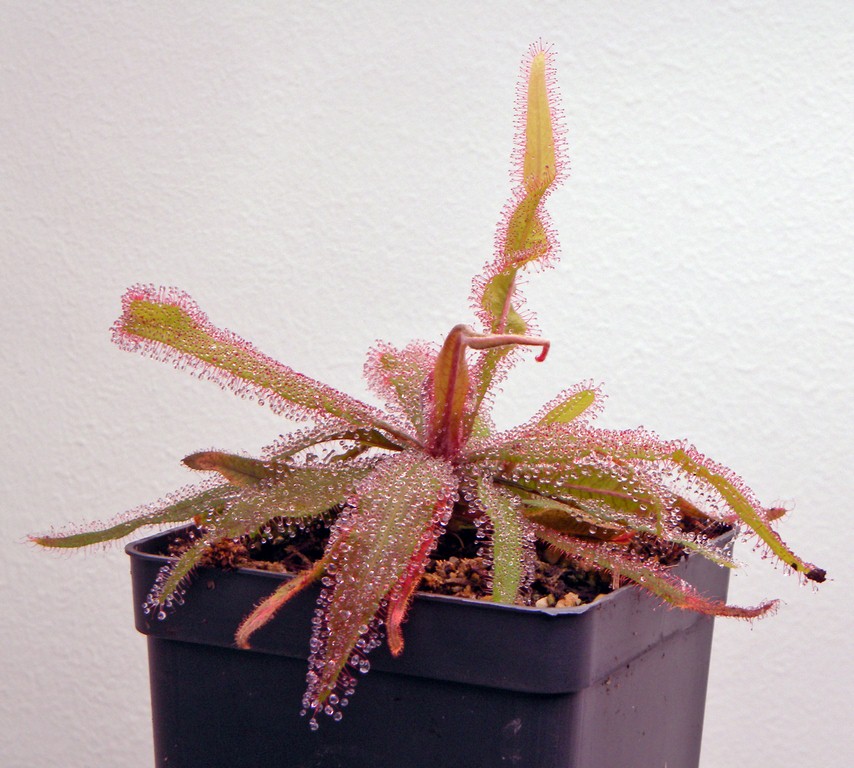 Drosera_adelae_15_12_2014_025.jpg