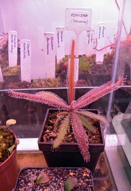 Drosera_adelae_15_12_2014_041.jpg