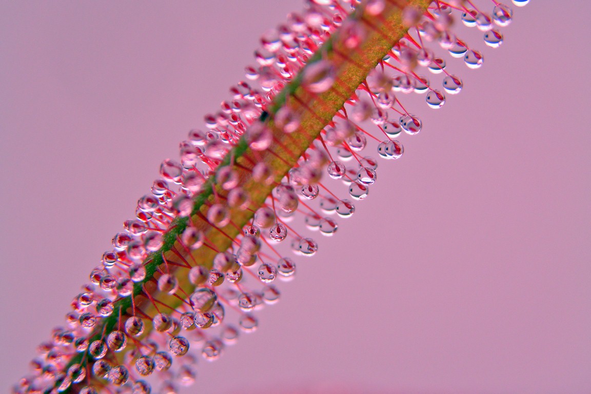 Drosera_adelae_15_12_2014_042.jpg