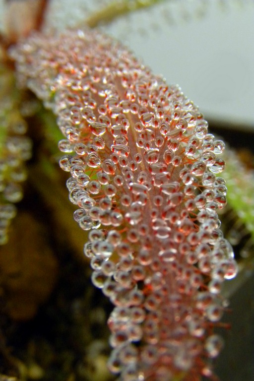 Drosera_adelae_15_12_2014_054.jpg