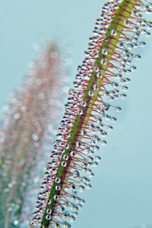 Drosera_adelae_15_12_2014_062.jpg