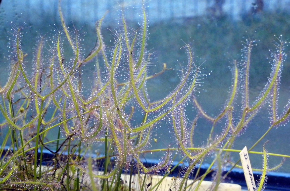 Drosera_binata_09_03_2015_012.jpg