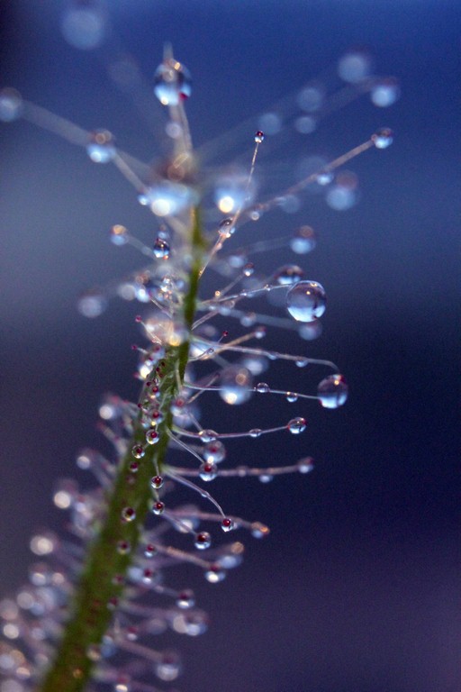 Drosera_binata_13_03_2015_142.jpg