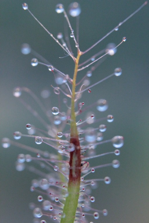 Drosera_binata_13_03_2015_143.jpg