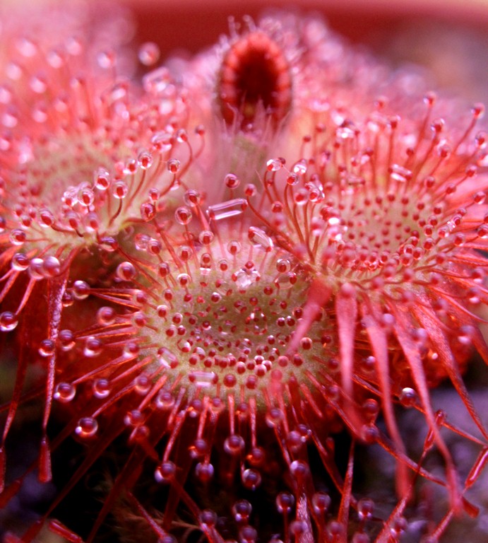 Drosera_burmannii_13_03_2015_020.jpg