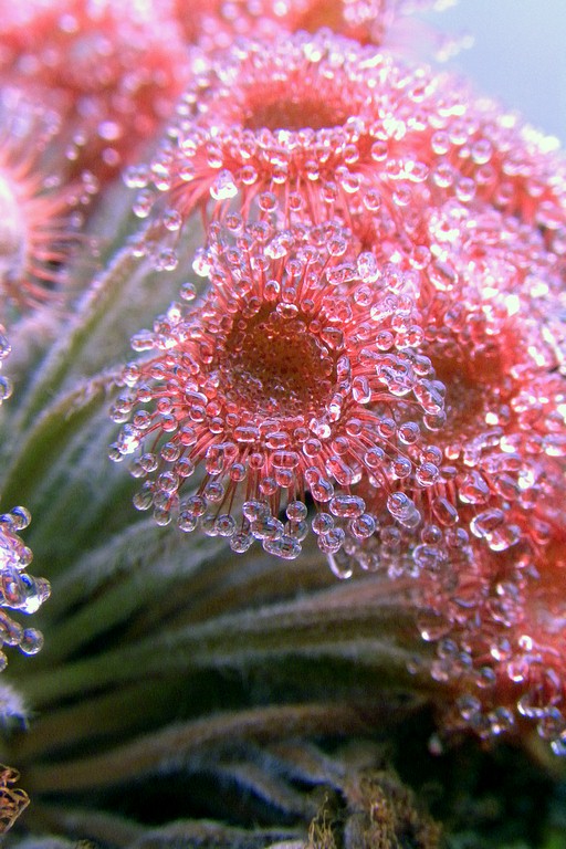 Drosera_darwiniensis_x_ordensis_12_02_2015_021.jpg
