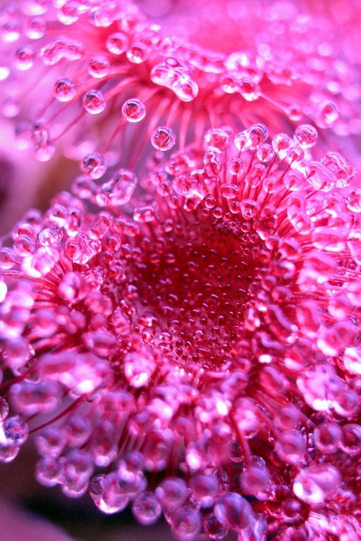 Drosera_darwiniensis_x_ordensis_13_03_2015_013.jpg