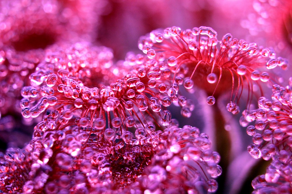 Drosera_darwiniensis_x_ordensis_13_03_2015_024.jpg
