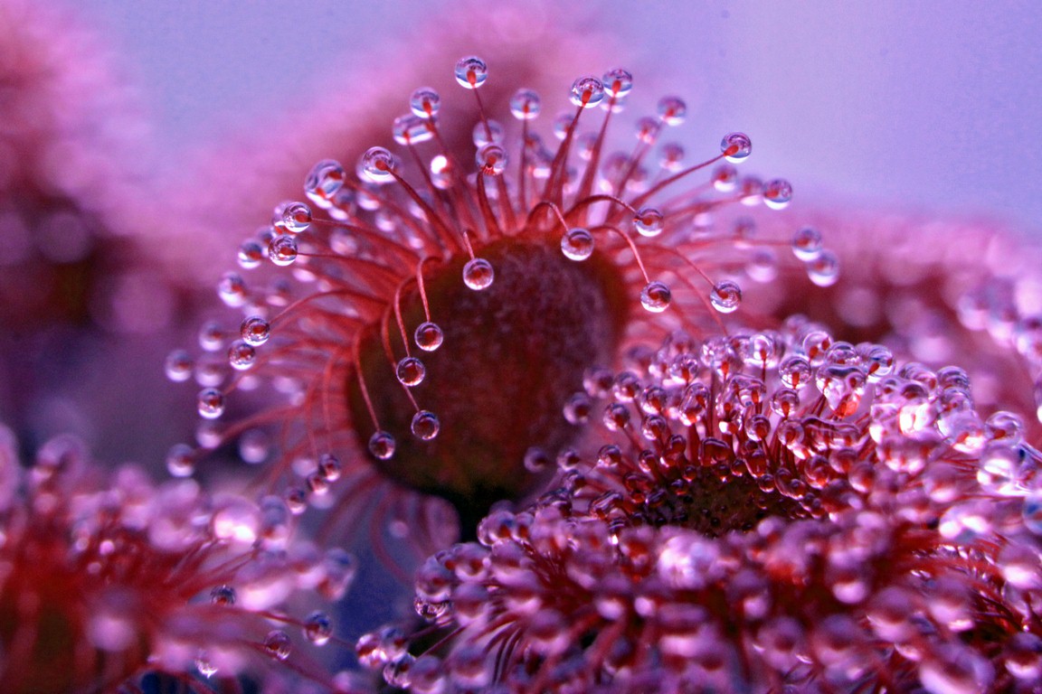 Drosera_darwiniensis_x_ordensis_13_03_2015_030.jpg