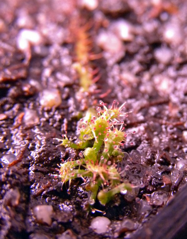 Drosera_graminifolia_30_12_2014_060.jpg