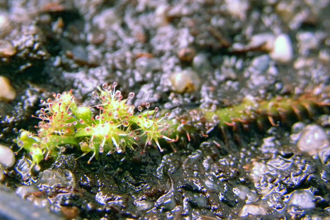 Drosera_graminifolia_30_12_2014_061.jpg
