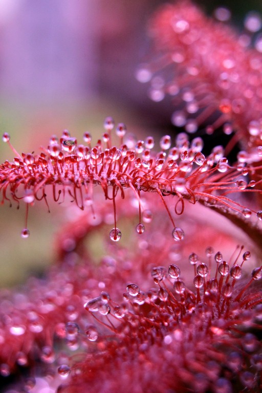Drosera_graomogolensis_13_03_2015_016.jpg