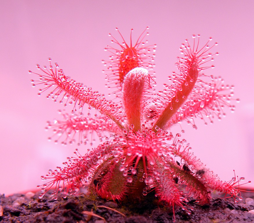 Drosera_graomogolensis_28_10_2014_021a.jpg
