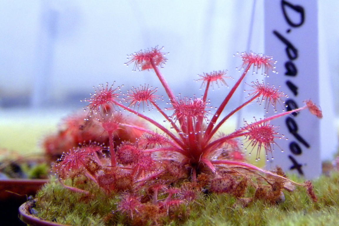 Drosera_paradoxa_12_02_2015_024.jpg